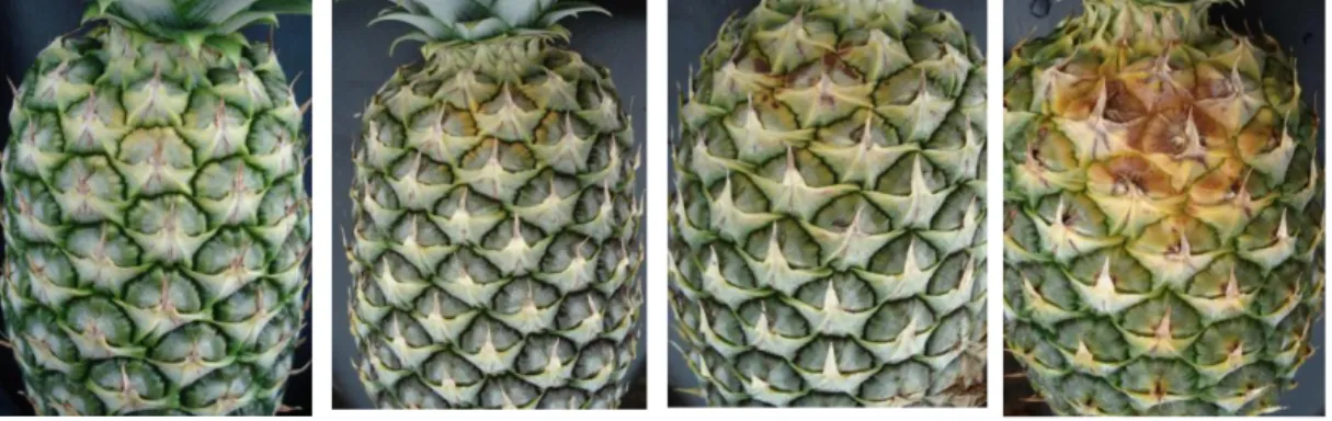 Figura  8.    Tabla  utilizada  para  determinar  intensidad  de  daño  en  experimento  sobre  métodos  de  protección  de  fruta  contra  los  rayos  solares  y  su  influencia  sobre  la  calidad  externa  e  interna  en  piña  (Ananas   comosus)  (L), 