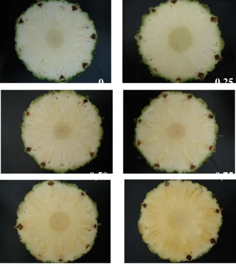 Figura  11.    Escala  utilizada  para  determinar  translucidez  de  la  pulpa  durante  período  experimental  sobre  alternativas  de  protección,  contra  el  golpe  de  sol,  durante  el  período  de  maduración  de  la  fruta  de  piña  (Ananas  como