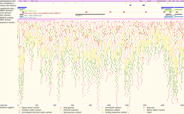 Gráfico 16. Imagen de las variantes de BRCA-1 (Ensembl, s.f.).