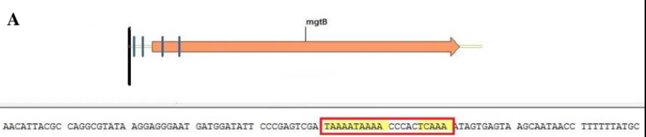 Figura  5.- Análisis de la secuencia consenso presente en la caja promotora  de los genes  blanco  candidatos  finales