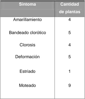 Cuadro  3.    Síntomas  foliares  más  comunes  mostrados  por  plantas evaluadas para determinar la presencia de  potyvirus