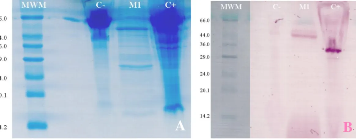 Figura 9.  A.  Gel  desnaturalizante  de  poliacrilamida  (SDS-PAGE)  teñido  con  azul  de Coomasie