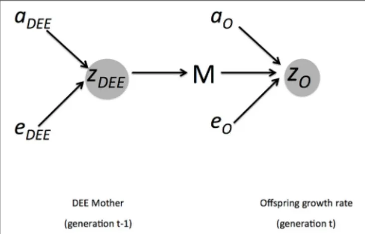 FIGURE 1 | Summary of genetic and environmental influences of mothers DEE (z DEE ) on offspring growth rate (z O )