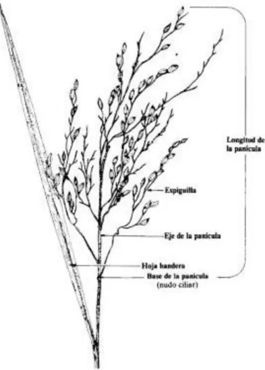 Figura 1. Panícula de arroz, su longitud y características adyacentes. 