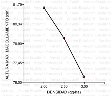 Figura  4.  Altura  al  máximo  macollamiento  (cm)  del  material  promisorio  LP-5,  en  niveles  crecientes  de  densidad  de  siembra  (qq/ha),  Pococí,  2010