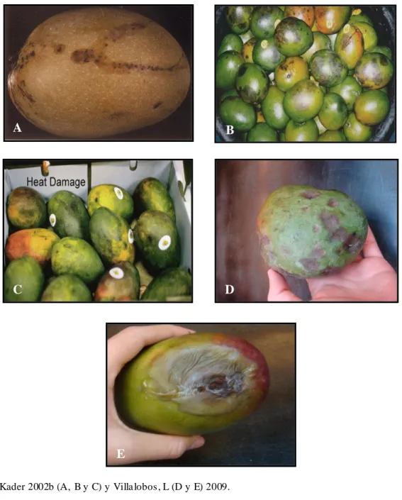 Figura  7.        Síntomas  ocasionados  en  la  fruta  debido  a  la  incidencia  de  desórdenes  fisiológicos  y  patológicos  durante  el  manejo  postcosecha  del  mango  (Mangifera indica)