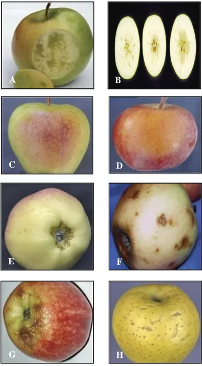Figura 9.         Desórdenes fisiológicos en manzana (Malus sp.).  A-B.  Corazón acuoso en  manzana  Granny  Smith