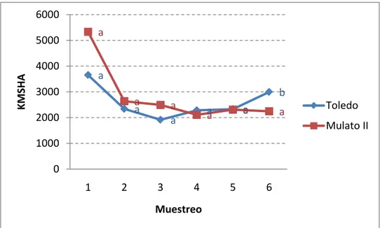 Figura  13.  Producción de MS/ha/corte según tipo de pasto evaluado como  promedio de los tipos de manejo en cada una de las fechas
