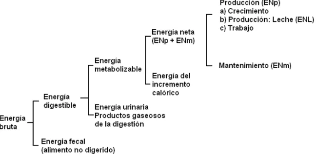 Figura 1. Fraccionamiento de la energía dietética. 