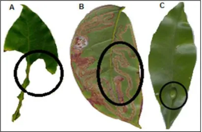 Figura 3.Imágenes de los tres daños muestreados A masticador en Sebastiania pavoniana  (Müll
