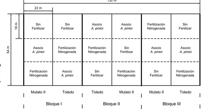 Figura 1. Distribución aleatorizada de las parcelas y sub-parcelas. 