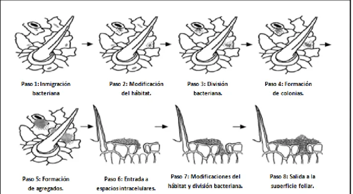 Figura  1.    Modelo  de  colonización  bacteriana  del  filoplano.  Fuente:  Beattie  y  Lindow  (2003)