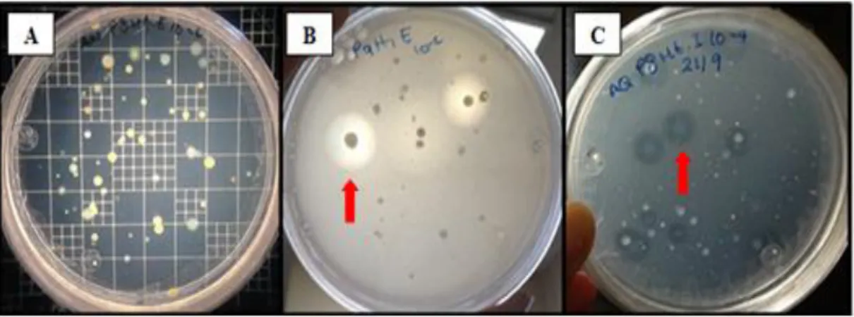 Figura 5.  Crecimiento bacteriano en diferentes medios de cultivo. A) bacterias totales  en medio AN, B) bacterias glucanolíticas en medio AHC y C) bacterias quitinolíticas en  medio AQ