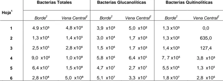 Cuadro  6.    Cantidad  (UFC/cm 2 )  de  bacterias  totales,  glucanolíticas  y  quitinolíticas  aisladas de dos secciones de la lámina foliar (paralelo a la vena central y del borde) de  hojas banano (Musa AAA cv