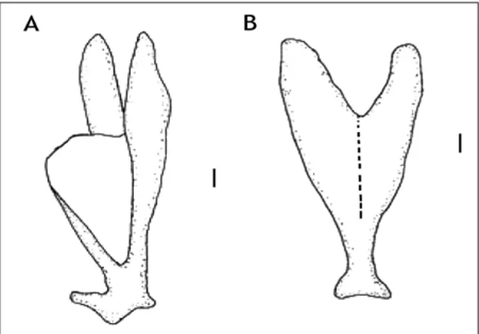 Figure 2. Urohyal bone of Chironemus maculosus. A: lateral view, B: ventral view / Hueso urohial de Chironemus maculosus.