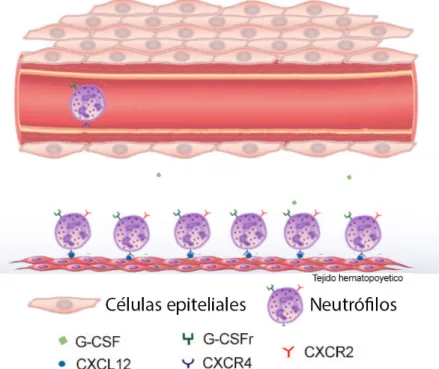 Figura 1. Modelo de ubicación de neutrófilos en homeostasis. Los neutrófilos son  retenidos en el tejido hematopoyético debido a la unión del ligando SDF-1 al receptor  CXCR4