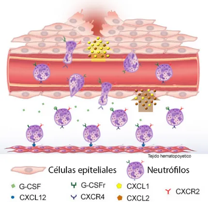 Figura  2.  Modelo  de  Inflamación  por  daño.  Los  niveles  de  G-CSF  aumentan  disminuyendo los niveles de SDF-1 y CXCR4 generando la liberación de los neutrófilos  y posterior entrada a los vasos sanguíneos, para finalmente dirigirse al lugar del dañ