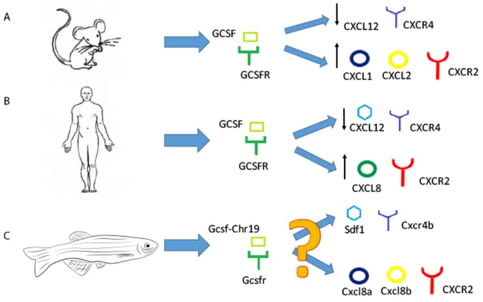 Figura 3. Diagrama resumen de la problemática. (A) En ratones, la vía de G-CSF/G- G-CSF/G-CSFr regula negativamente la unión de CXCL12/CXCR4, y positivamente los niveles de  CXCL1/2/CXCR2