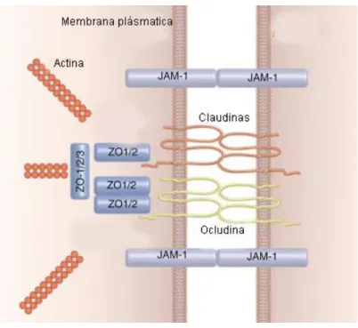 Figura 4. Complejo de adherencia intercelular. Las uniones estrechas son la unión intercelular  más cercana al dominio apical de los enterocitos seguida por las uniones adherentes (Modificado  de Myal et al., 2010)