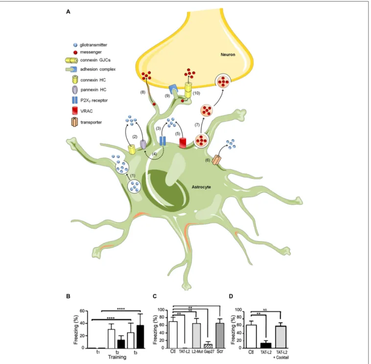 FIGURE 1 | The tripartite synapse; hemichannels, pannexons and their role in memory consolidation