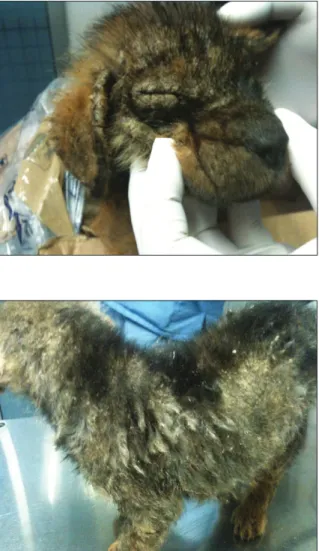 Figura  1.  Descamación  y  alopecia  de  la  cara  y  cabeza  del cachorro.