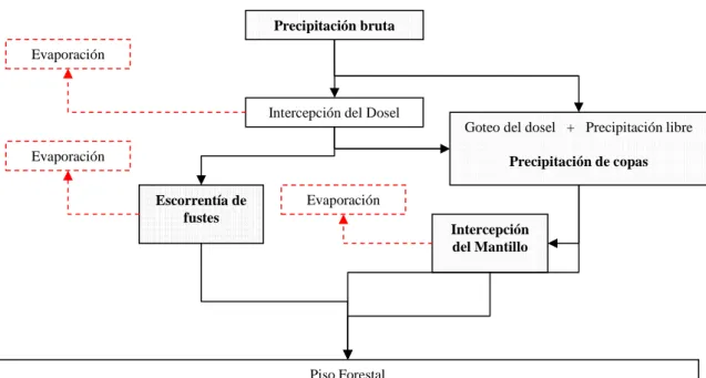 Figura 2. Diagrama conceptual de la intercepción de precipitación en ecosistemas forestales