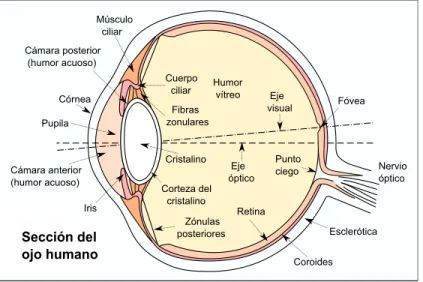 Figura 2.1: Anatom´ıa del ojo humano [38]