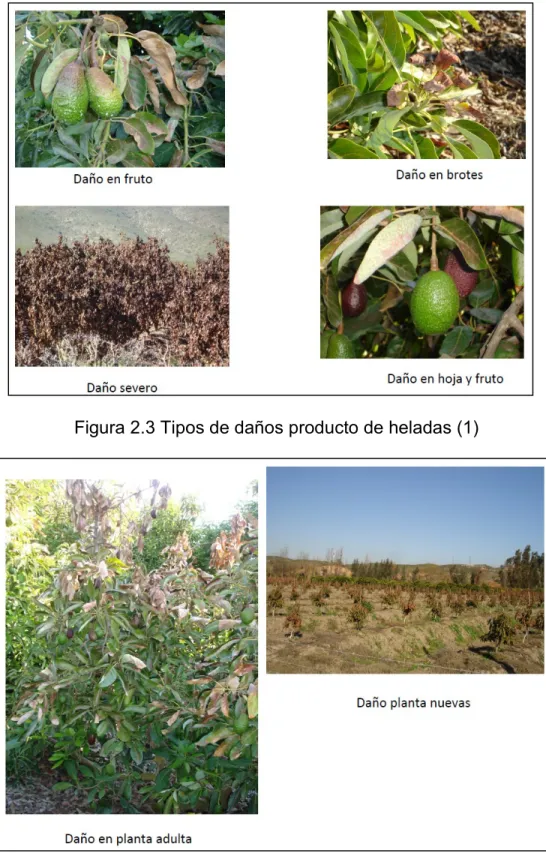 Figura 2.4 Tipos de daños producto de heladas (2) 