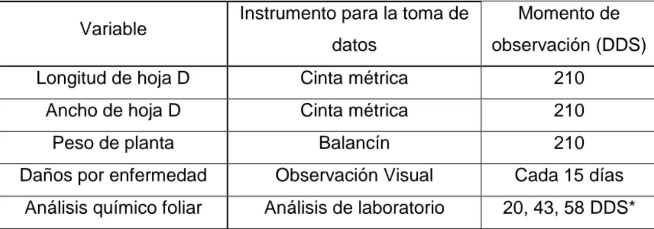 Figura 6.  Proceso  para  determinar  peso de  planta  en  el  cultivo  de  piña  (Ananas  comosus) (L.) Merr híbrido MD-2