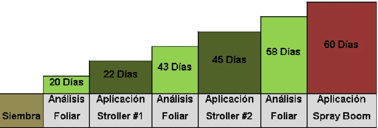 Figura 9.  Representación de las muestras tomadas para el análisis químico foliar  en el cultivo de piña (Ananas comosus) (L.) Merr híbrido MD-2