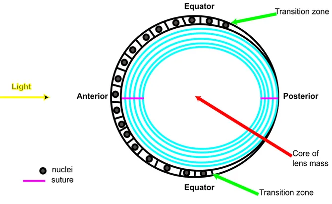 Figure  5.1.2a    Diagram  representing  a  transverse  section  of  the  zebrafish  lens