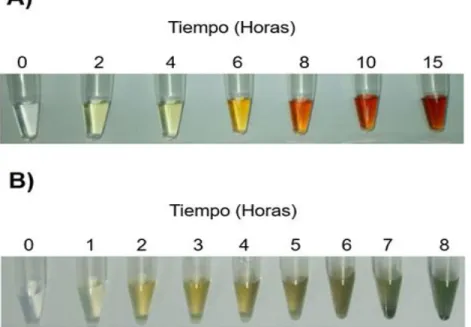 Figura  3:  Cinética  de  formación  de  las  nanopartículas.  A)  Fracciones  tomadas  a  distintos tiempos de la síntesis biomimética utilizando las siguientes concentraciones:  2  mM de sulfato de cobre, 8 mM de cloruro de indio y 40 mM de glutatión