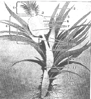 Figura 1. Corte longitudinal de una planta de piña en segunda cosecha (Jiménez  1999)