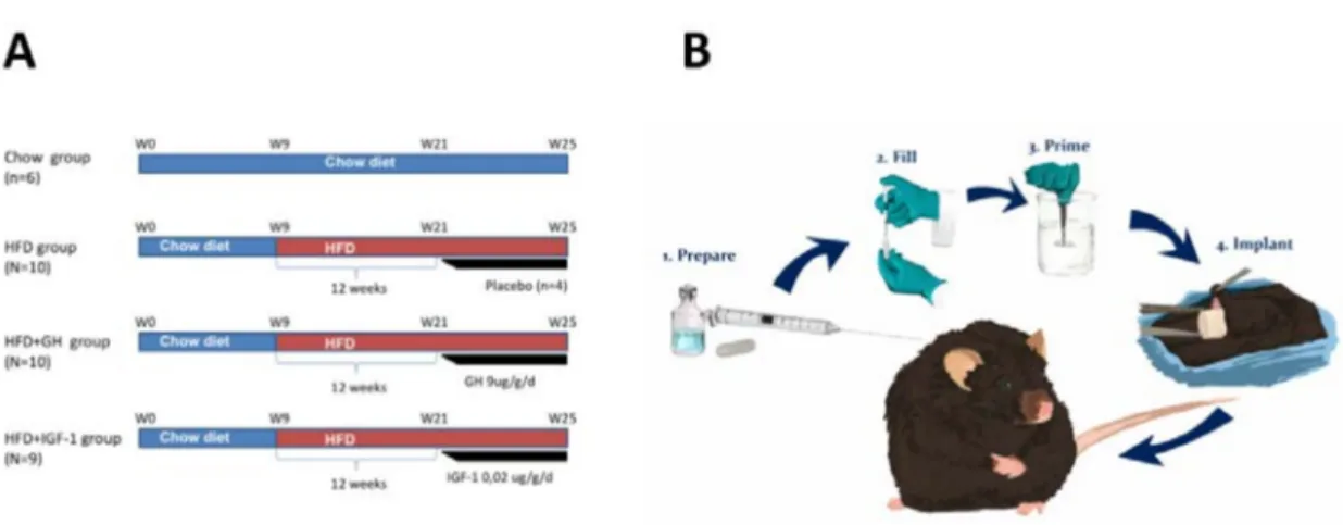 Figure 5. (A) Schematic representation of experimental approach on each of the study groups.