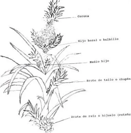 Figura  6.    Planta  madre  de  piña,  señalización  de  los  tipos  de  hijos.   