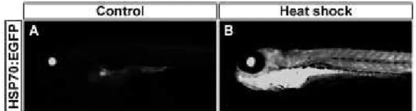 Figure 4. Tissue-specific stress response after treatment with high  concentrations of waterborne copper: 72 hpf Tg(hsp70:egfp)  transgenic larvae were exposed for 2 h to 300 µM CuSO 4  and 