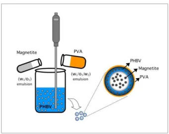 Fig. 1 Schematic representation of the double emulsion method used to formulate MgNPs
