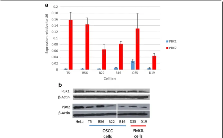 Fig. 1 Expression of PBX1 and PBX2 in a panel of PMOL (D19 and D35) and OSCC (B16, B22, B56 and T5) cell lines