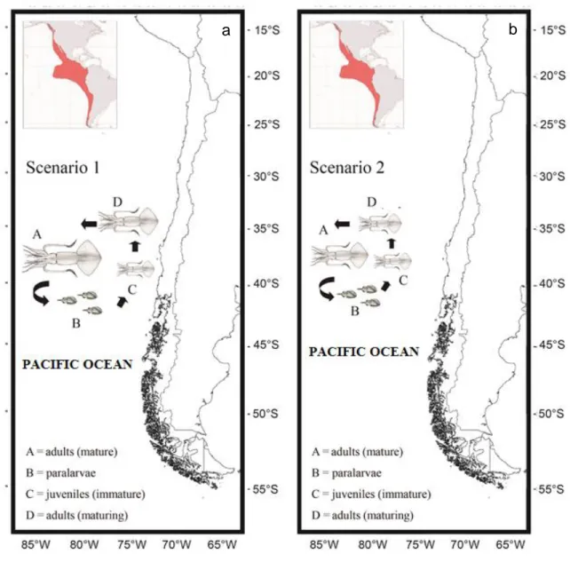 Figure 4. Hypotheses of the life-history characteristics of Dosidicus gigas in Chilean coastal waters