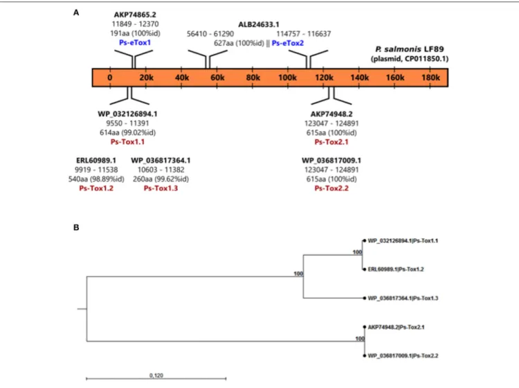 FIGURE 2 | Identification of Ps-Tox genes in the P. salmonis LF-89 plasmid. (A) Schematic representation of Ps-Tox genes in the P