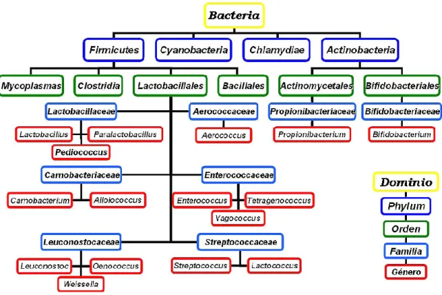 Figura 1. Taxonomía de las bacterias ácido lácticas (Hernández, 2007). 