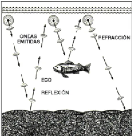 Figura 1. 2  Ejemplo de reflexión de ondas sonoras en el agua 