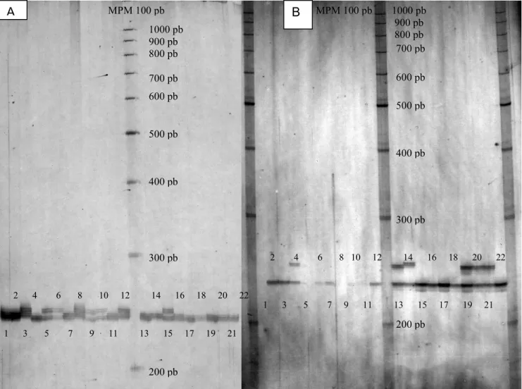 Figura 4. A) Gel Poliacrilamida 4% con la PCR realizada con el marcador CT74 para las  lapas de la 1 a la 22