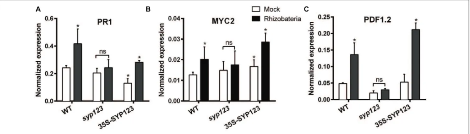 FIGURE 7 | Induced systemic response (ISR)-marker genes expression is affected by SYP123 levels