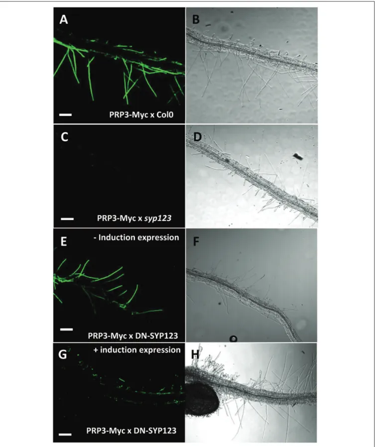 FIGURE 1 | SYP123 defective plants have altered PRP3 distribution at the root hair cell wall