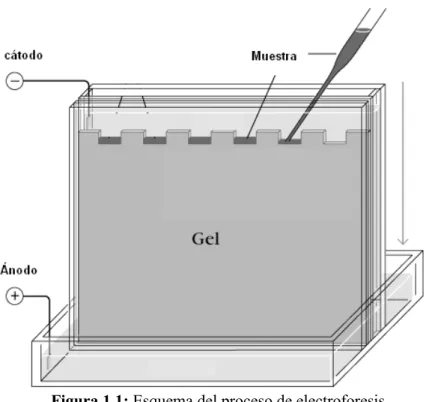 Figura 1.1: Esquema del proceso de electroforesis