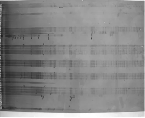 Figura 1.3: Gel de electroforesis.