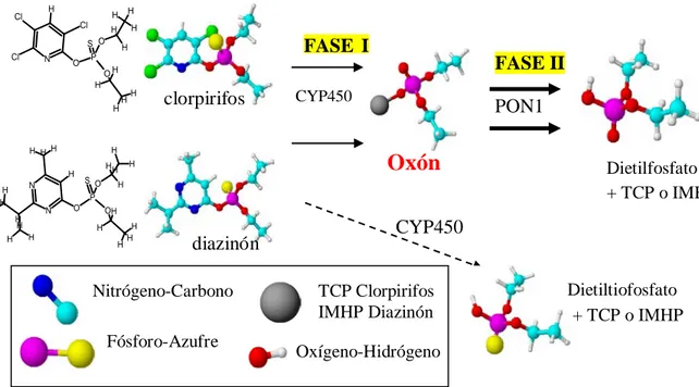 Figura 1.  Mecanismo de desintoxicación del clorpirifos y diazinón mediante el sistema CYP- CYP-PON1