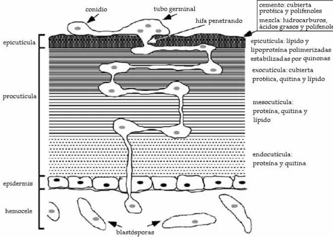 Fig. 3  Estructura y composición de la cutícula del insecto y esquema de la penetración
