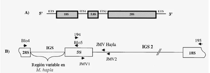 Figura 1. Familia multigénica del ADN ribosomal (ADNr).  A) Diagrama esquemático de la familia  multigénica del ADN ribosomal (ADNr) (Modificado de: Jobes y Thien, 1997)